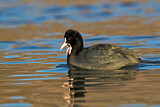 Image. Eurasian Coot