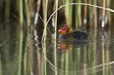 Image. Eurasian Coot
