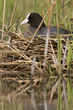 Image. Eurasian Coot