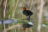 Image. Eurasian Coot