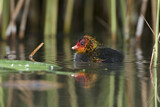 Image. Eurasian Coot