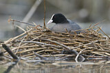 Image. Eurasian Coot
