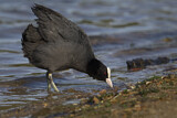 Image. Eurasian Coot