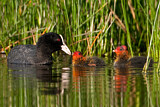 Image. Eurasian Coot