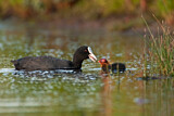 Image. Eurasian Coot