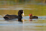Image. Eurasian Coot