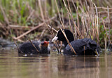 Image. Eurasian Coot