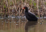 Image. Eurasian Coot