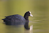 Image. Eurasian Coot