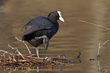 Image. Eurasian Coot