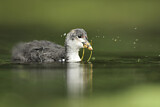 Image. Eurasian Coot
