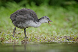 Image. Eurasian Coot