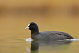 Image. Eurasian Coot