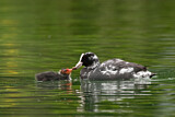 Image. Eurasian Coot