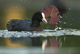 Image. Eurasian Coot