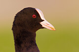 Image. Eurasian Coot