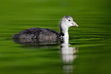 Image. Eurasian Coot