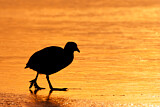 Image. Eurasian Coot