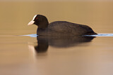 Image. Eurasian Coot