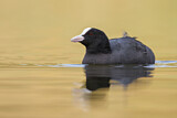 Image. Eurasian Coot