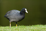 Image. Eurasian Coot