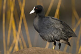 Image. Eurasian Coot