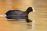 Image. Eurasian Coot