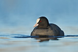 Image. Eurasian Coot
