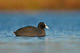 Image. Eurasian Coot