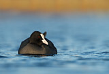 Image. Eurasian Coot