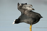 Image. Eurasian Coot