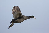 Image. Eurasian Coot