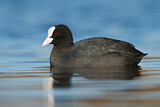 Image. Eurasian Coot