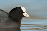 Image. Eurasian Coot