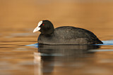 Image. Eurasian Coot