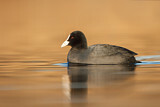 Image. Eurasian Coot