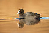 Image. Eurasian Coot