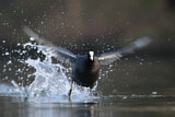Image. Eurasian Coot