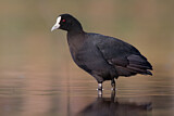 Image. Eurasian Coot