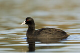 Image. Eurasian Coot