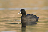 Image. Eurasian Coot