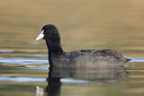 Image. Eurasian Coot