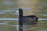 Image. Eurasian Coot