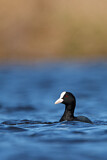 Image. Eurasian Coot
