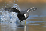 Image. Eurasian Coot