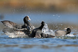 Image. Eurasian Coot