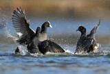 Image. Eurasian Coot