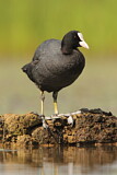 Image. Eurasian Coot