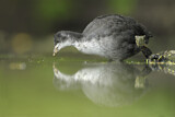 Image. Eurasian Coot
