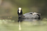 Image. Eurasian Coot
